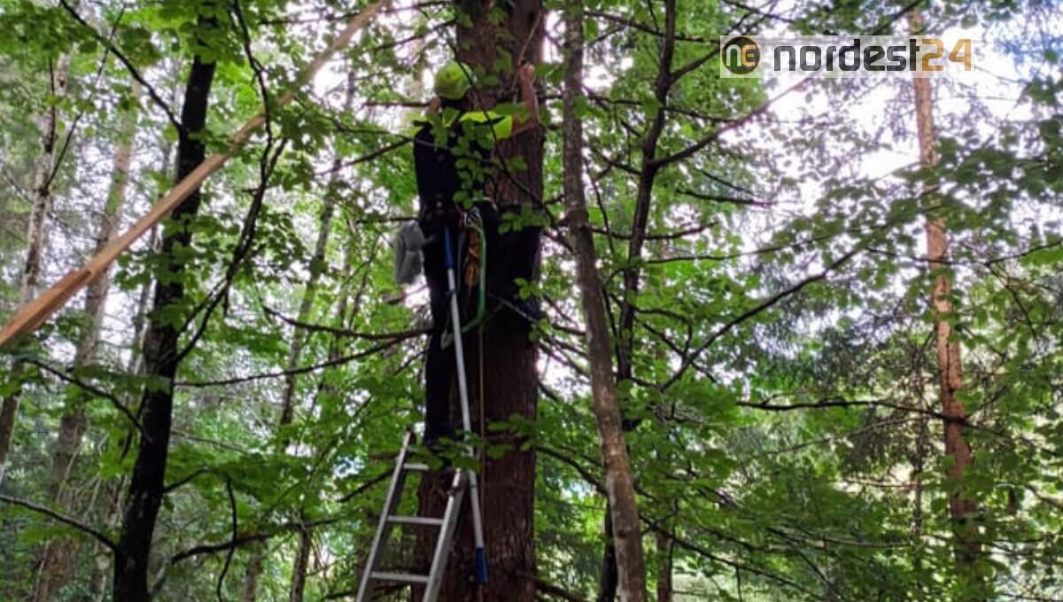 I pompieri salvano un gatto bloccato a 40 metri di altezza da 6 giorni - 