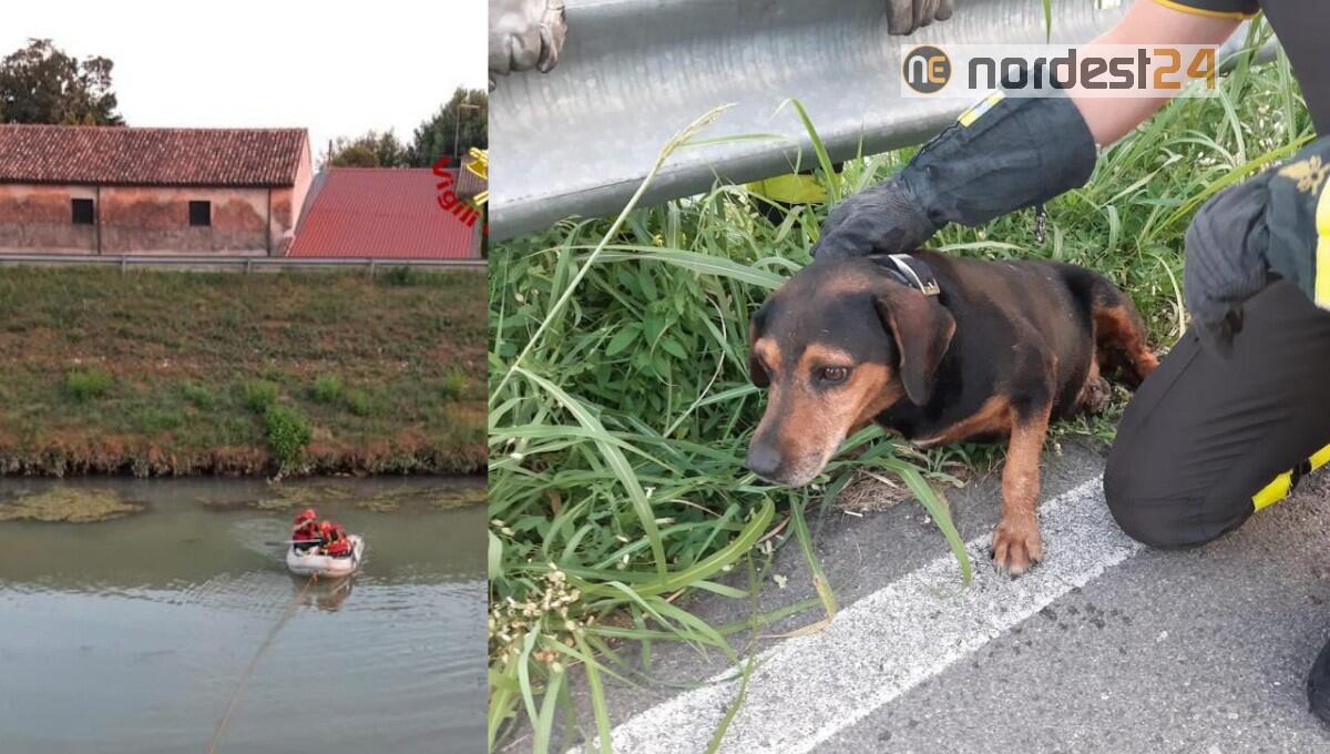 Cane in difficoltà in mezzo al fiume: salvato dai vigili del fuoco - 