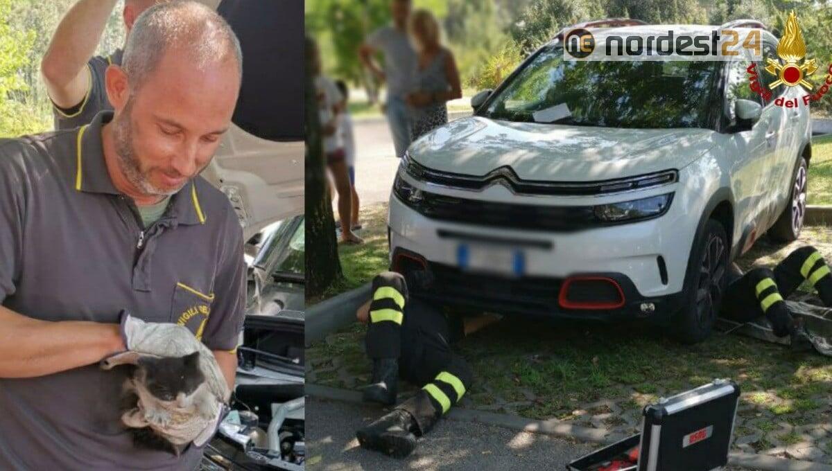 Bibione. Gattino incastrato in un'auto: salvato dai vigili del fuoco - 