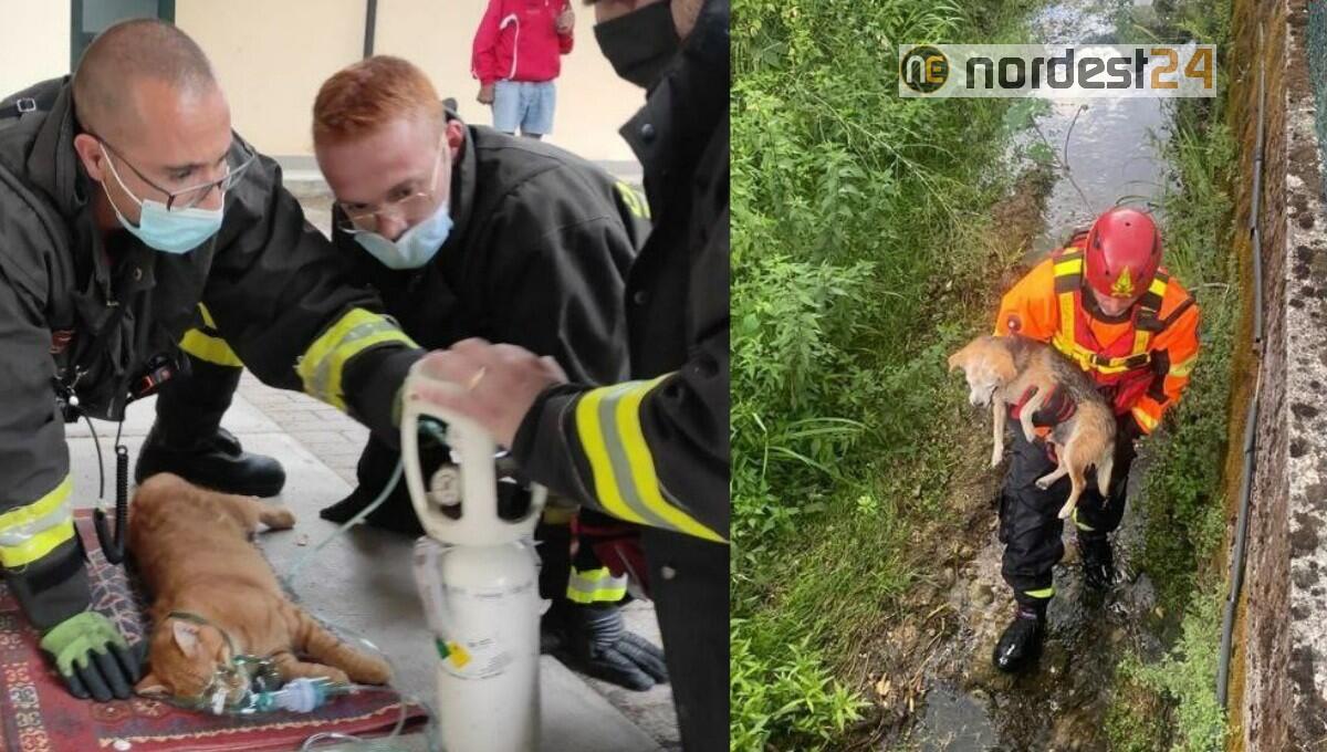 I pompieri salvano un cane finito nel canale e un gatto bloccato nella finestra - 