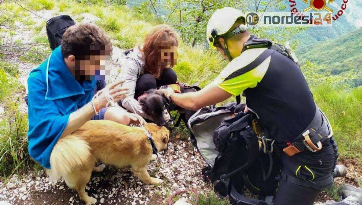Cane di 6 mesi cade in un dirupo: salvato dai Vigili del Fuoco - 