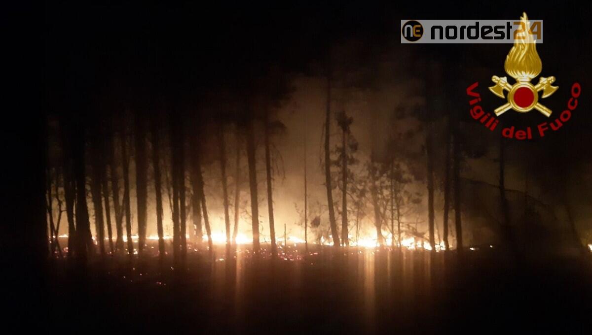 Vasto incendio a Bibione nella notte: il rogo doloso nella Pineta - 