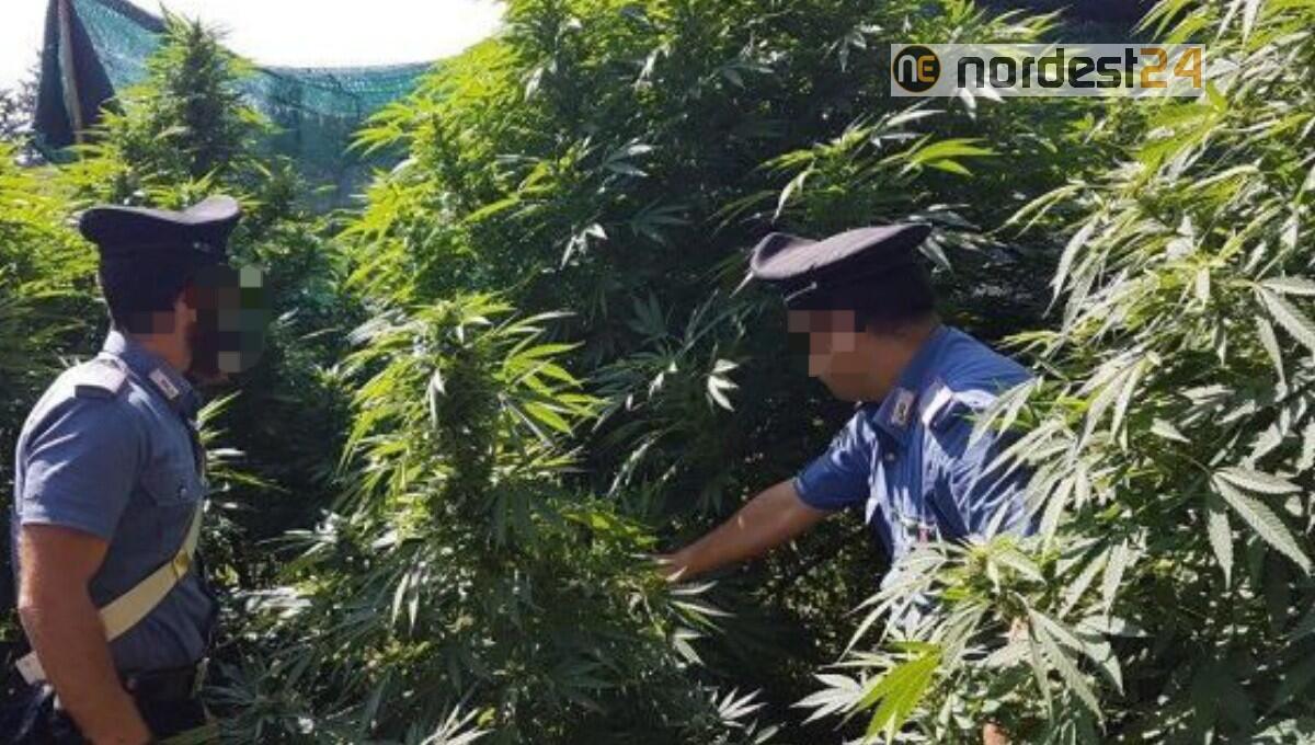 Coltiva la marijuana nel terreno vicino casa: arrestato 49enne di Maniago - 