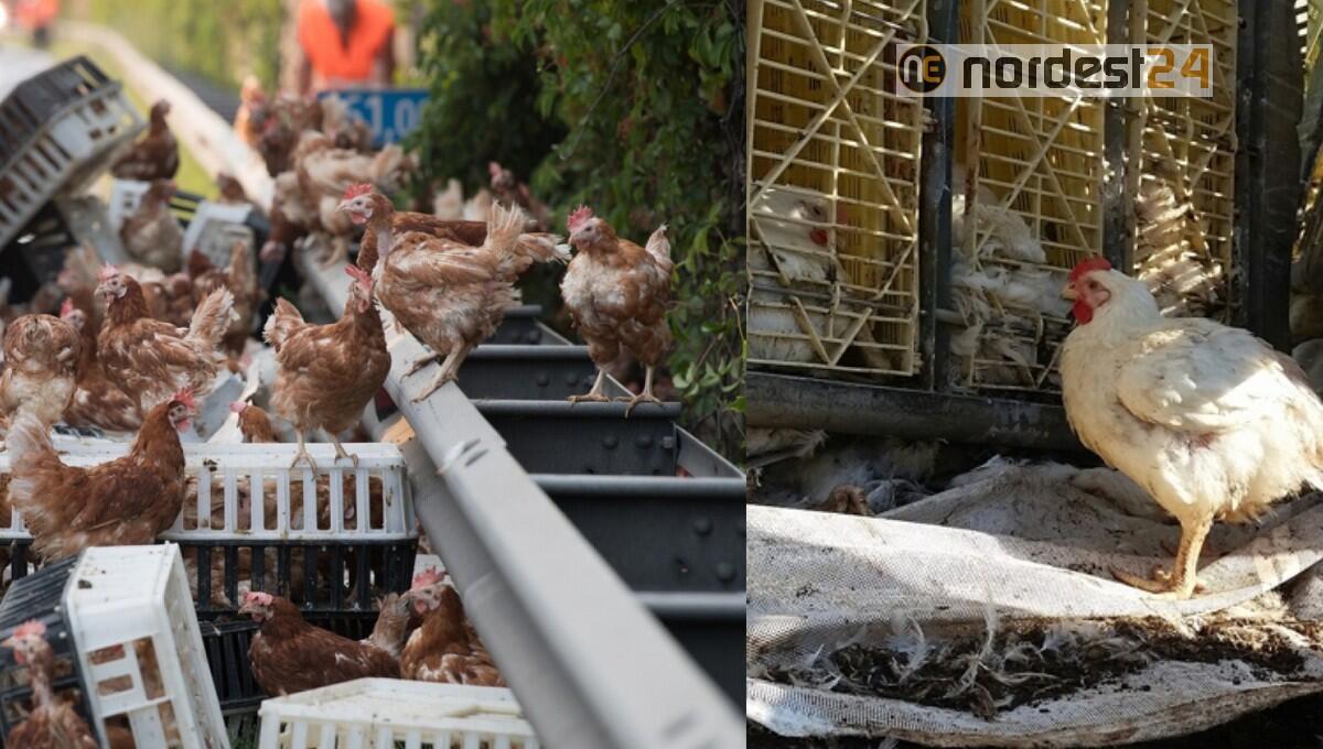 Fuga di polli: A4 riaperta fra Latisana e Portogruaro, ma ancora code - 