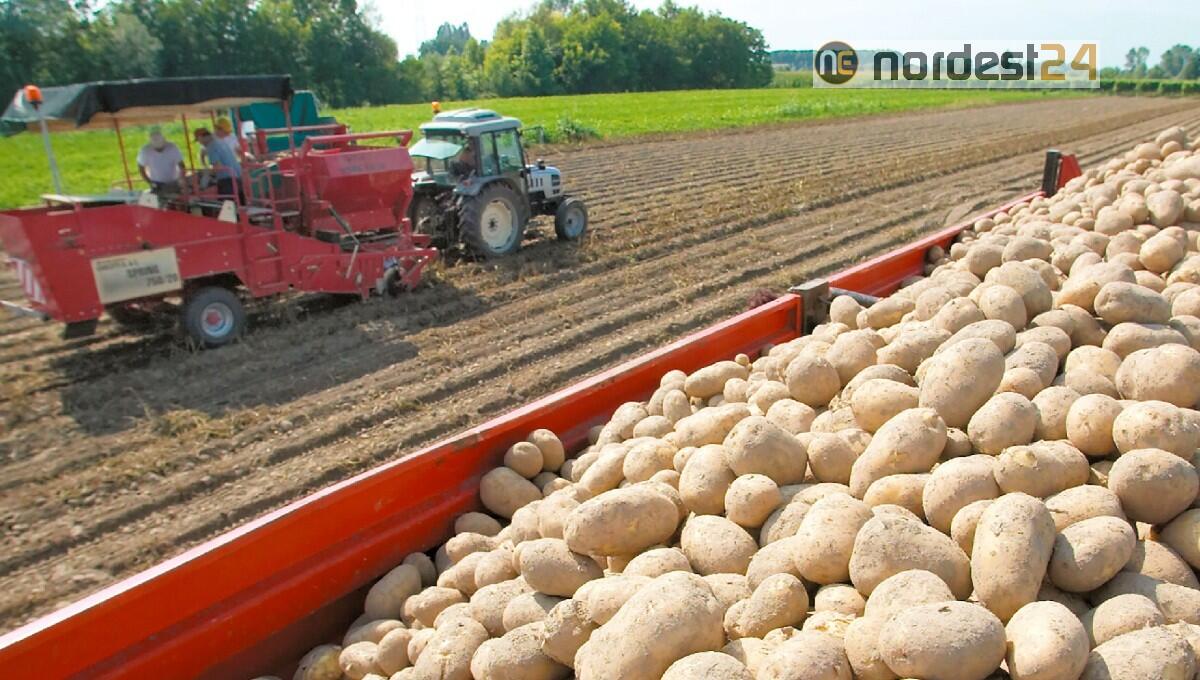 Patate Fvg: raccolto salvo e rotta sulla Igp - 