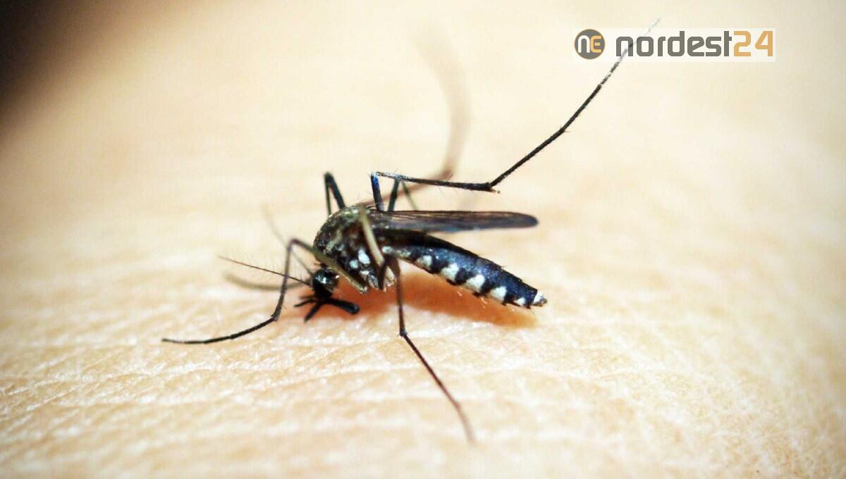 West Nile Virus in Fvg: nuovo caso in un 67enne di Pordenone - 