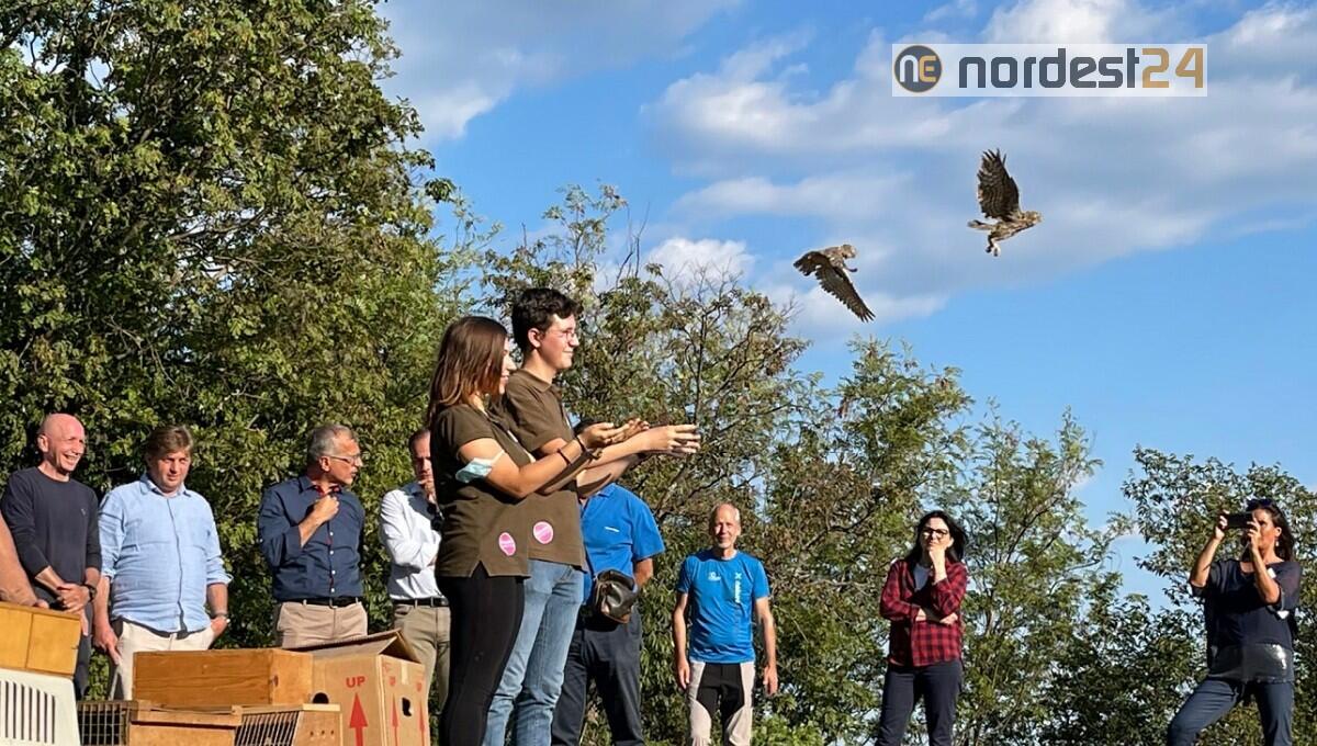 Liberazione dei grifoni, riserva di Cornino un esempio per la tutela biodiversità - 