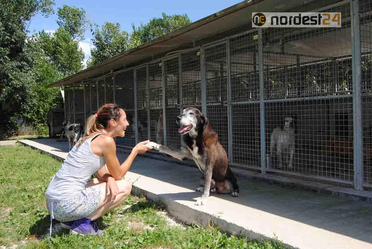 Jesolo avrà un nuovo canile - 