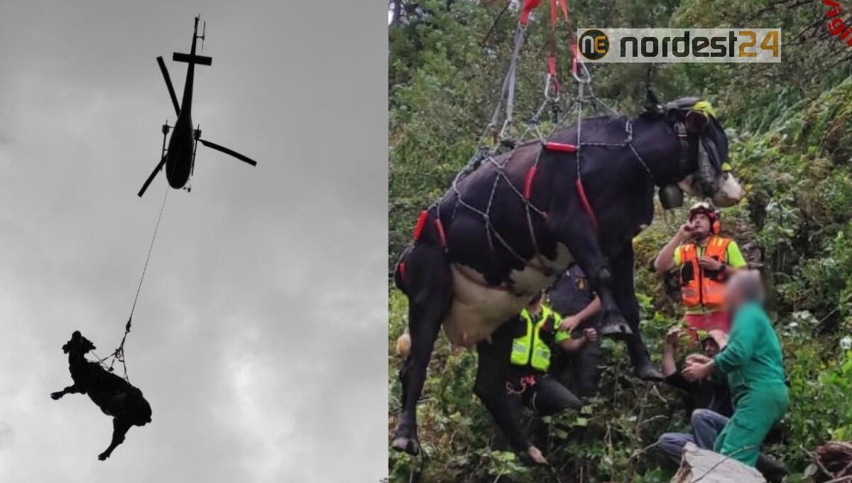 Mucca gravida precipita nel dirupo per 10 metri: salvata dai pompieri - 