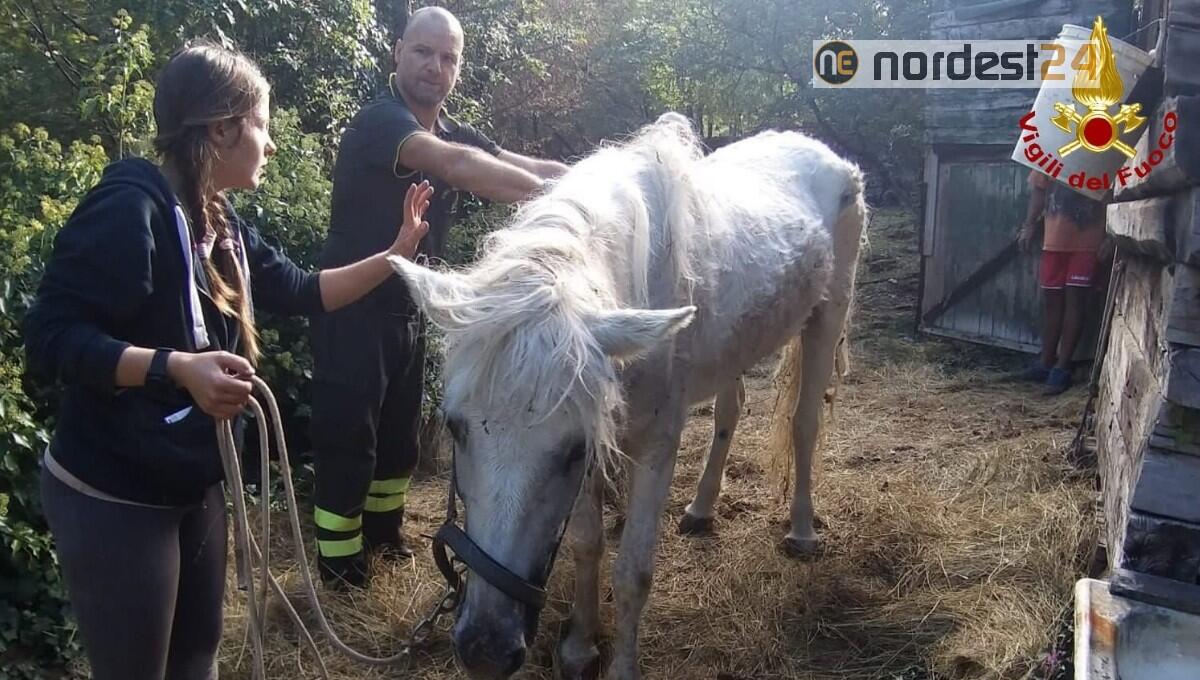 Cade in una dolina: salvata una cavalla di 33 anni dai pompieri di Opicina - 