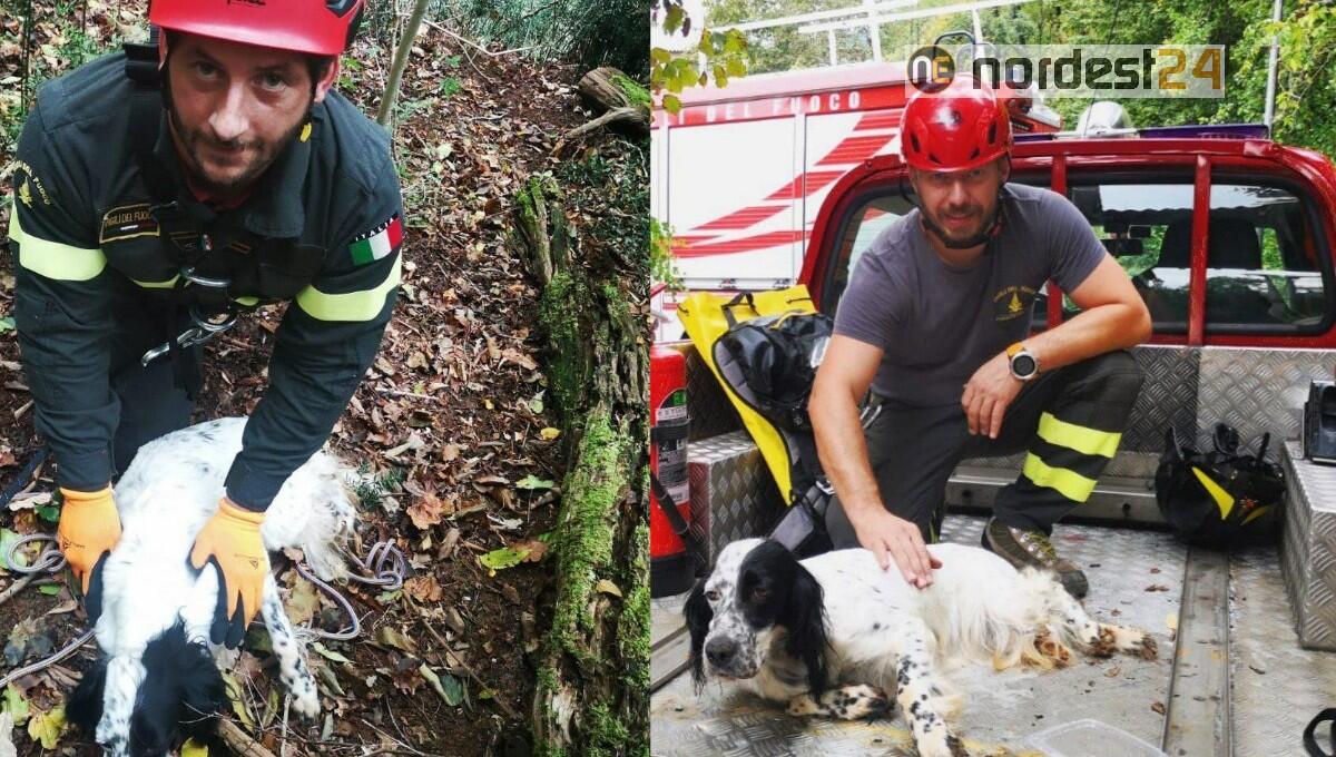 Scivola e rimane bloccato: setter salvato dai Vigili del Fuoco di Sacile - 