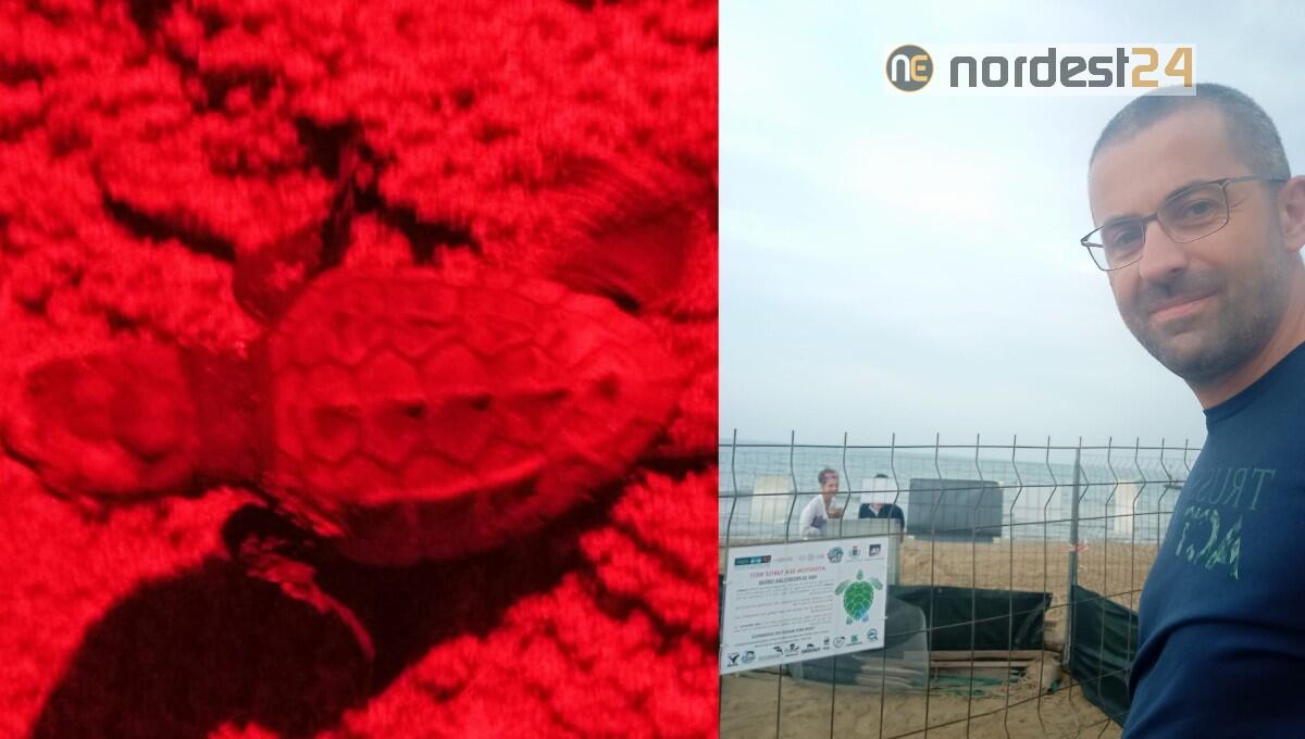 Tartarughe marine appena nate al Lido di Jesolo: l'ostetrico racconta i loro primi attimi di vita - 