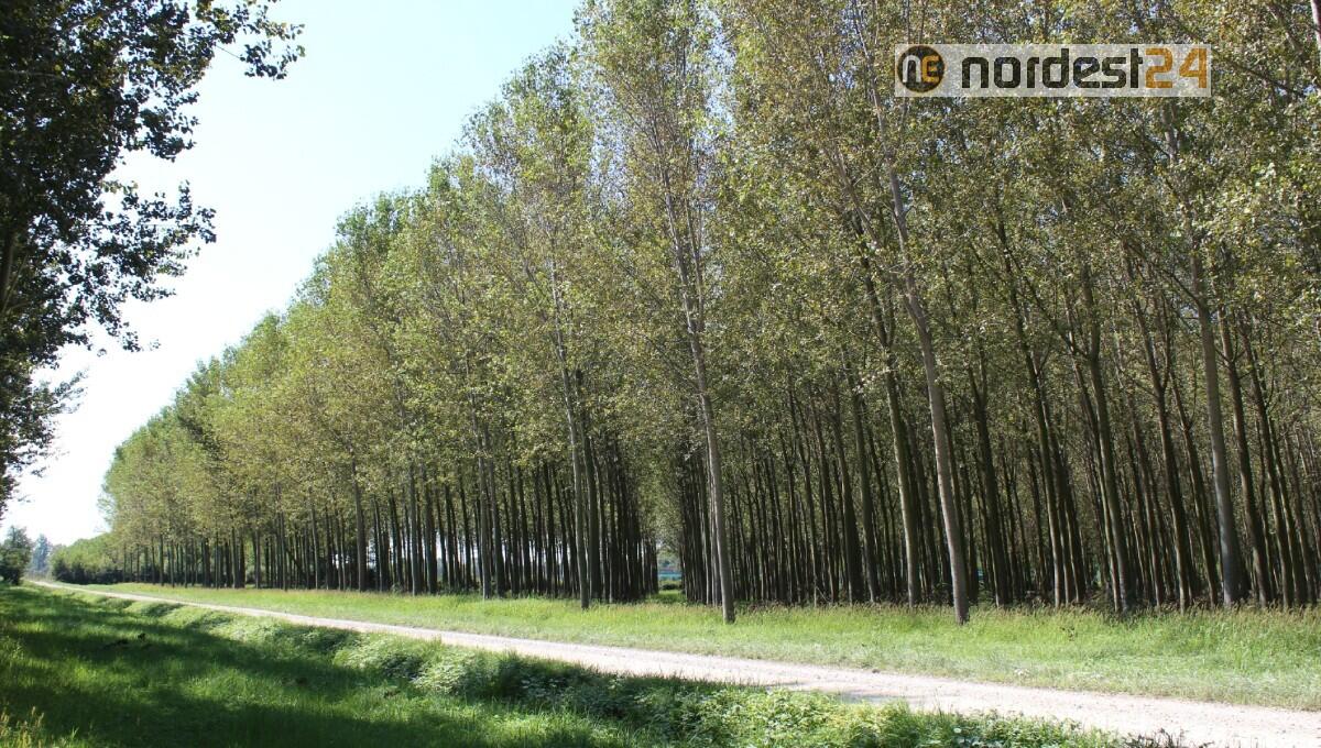 Pioppicoltura sostenibile: Fvg primo in Italia - 