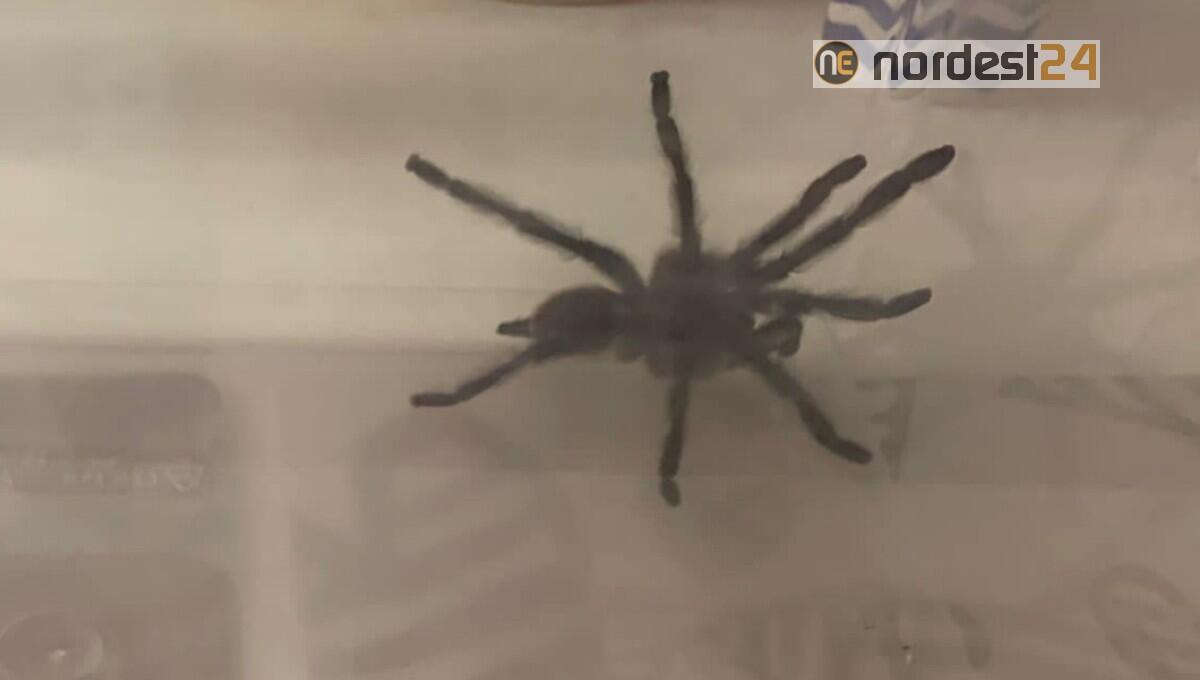 Cattura una tarantola nel giardino di casa al Lido di Venezia - 