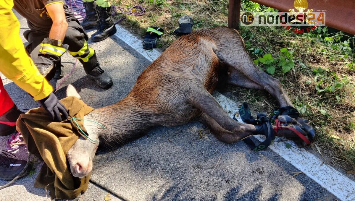 Cervo intrappolato in un canale, soccorso e liberato tra i monti - 