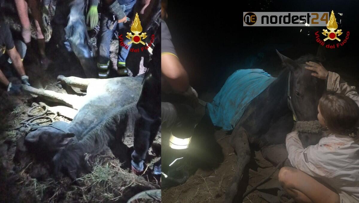 Cavallo stremato bloccato nel fango a Cavallino: lunghe operazioni di salvataggio - 