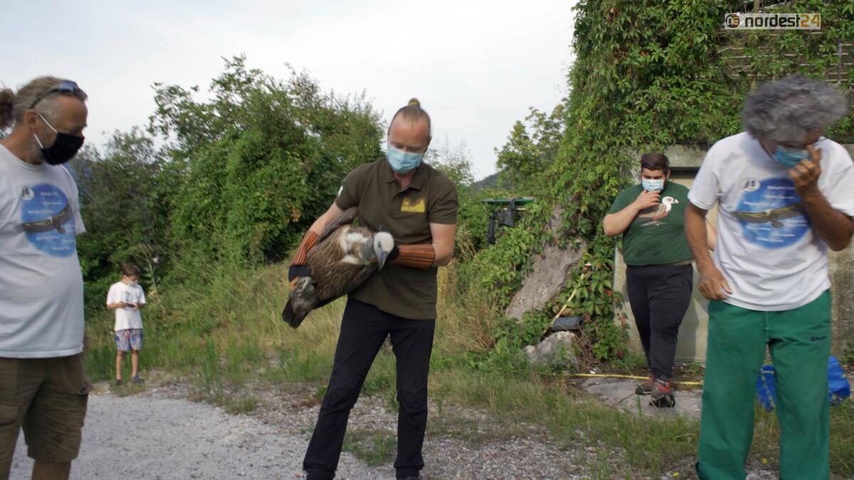 Vivi e Liberi di Volare: alla Riserva di Cornino la liberazione dei grifoni - 