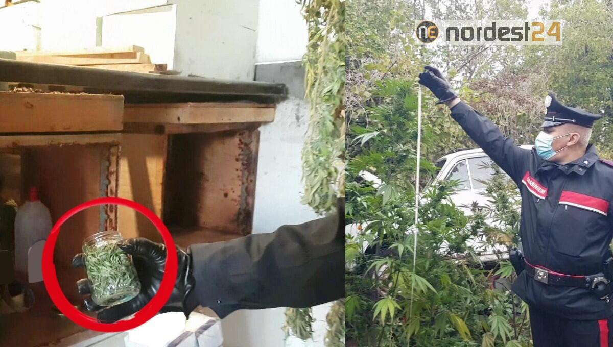 Nel giardino 33 piante di marijuana e in casa 71 barattoli già pronti - 