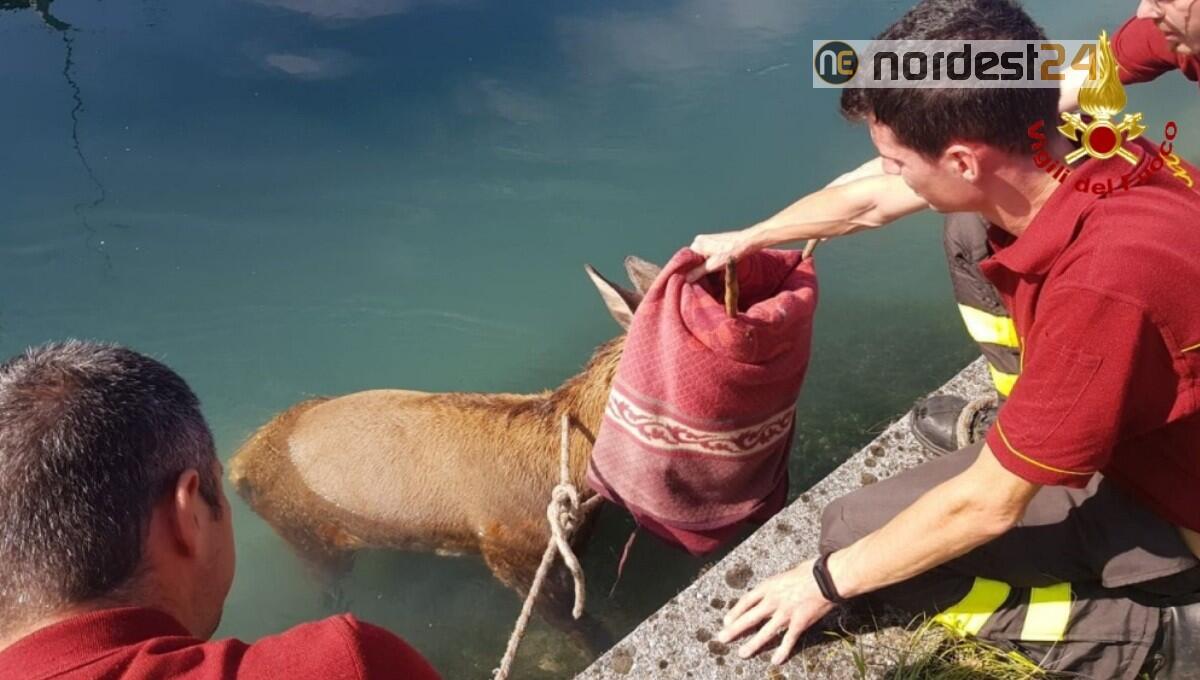 Finisce nel Canale Ledra e non riesce a risalire: capriolo salvato dai pompieri - 