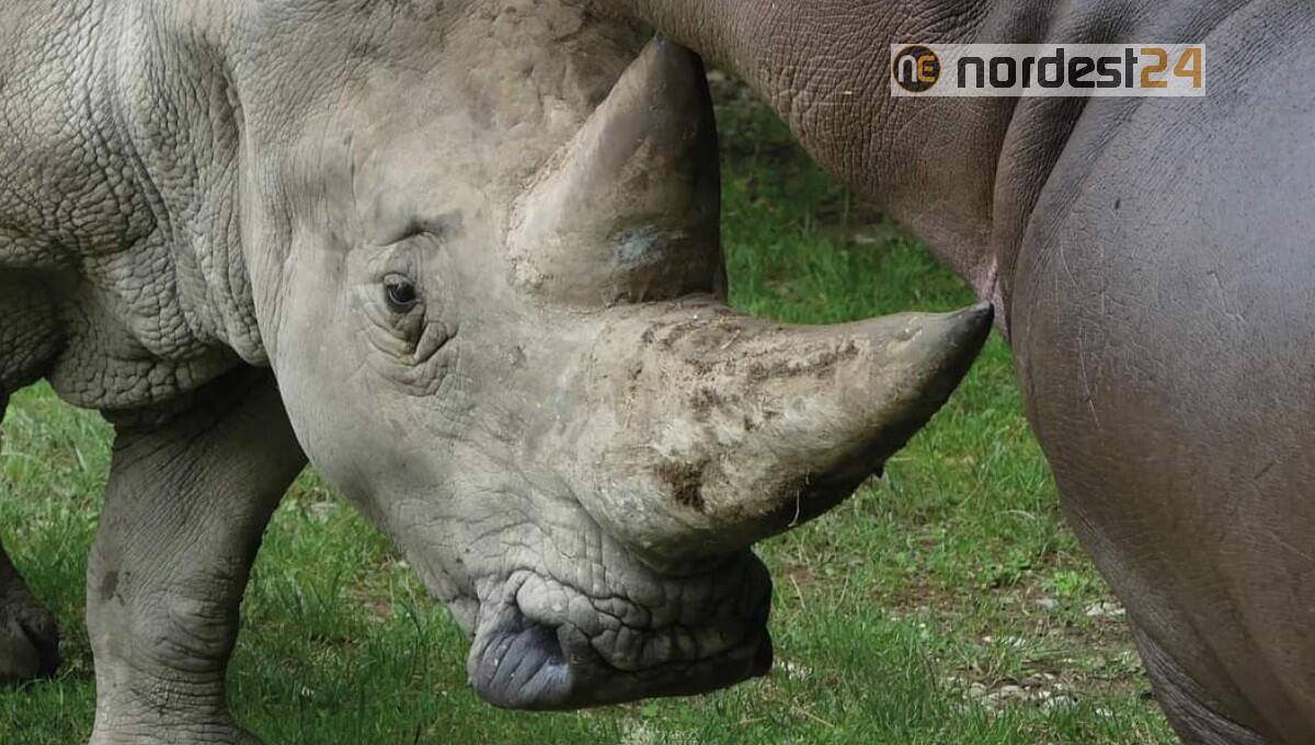 Addio 'nonno Toby', il rinoceronte più vecchio del mondo - 
