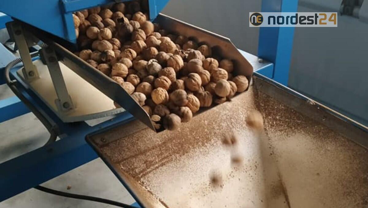 Le noci raccontano una comunità solidale - 