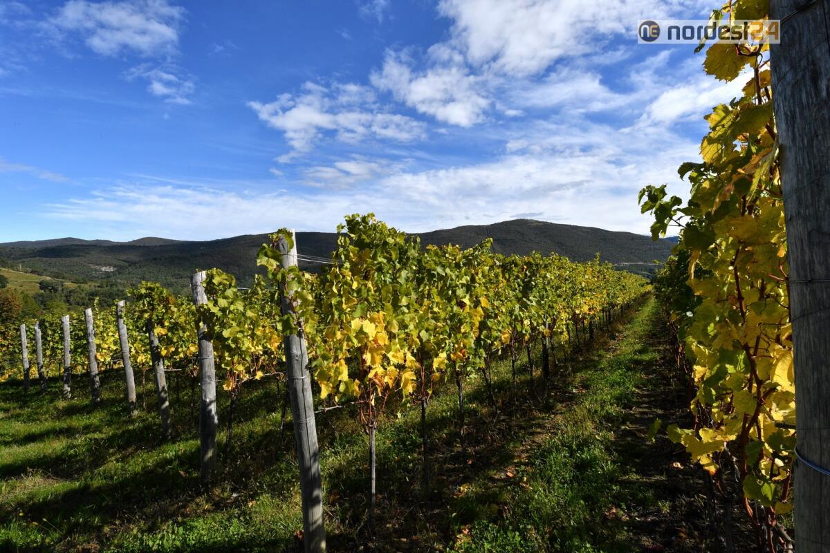 RibolliAMO 2021, l'evento promosso dall’Associazione Produttori Ribolla di Oslavia - 