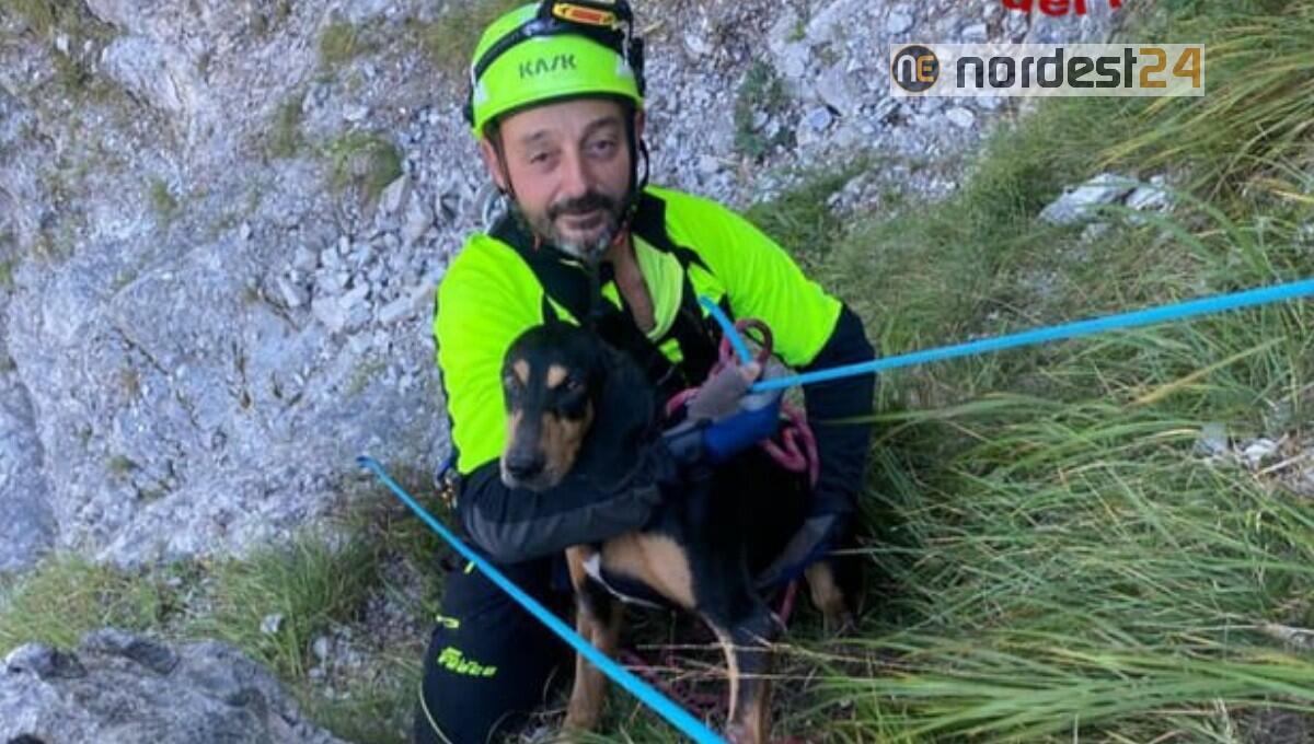 Cane bloccato su una sporgenza a più di 30 metri d'altezza: salvato Argo - 