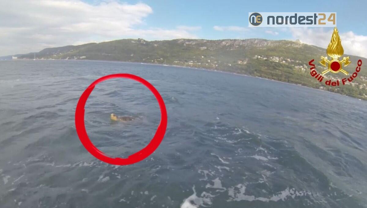 Il raro incontro con una grande tartaruga alla Barcolana - 
