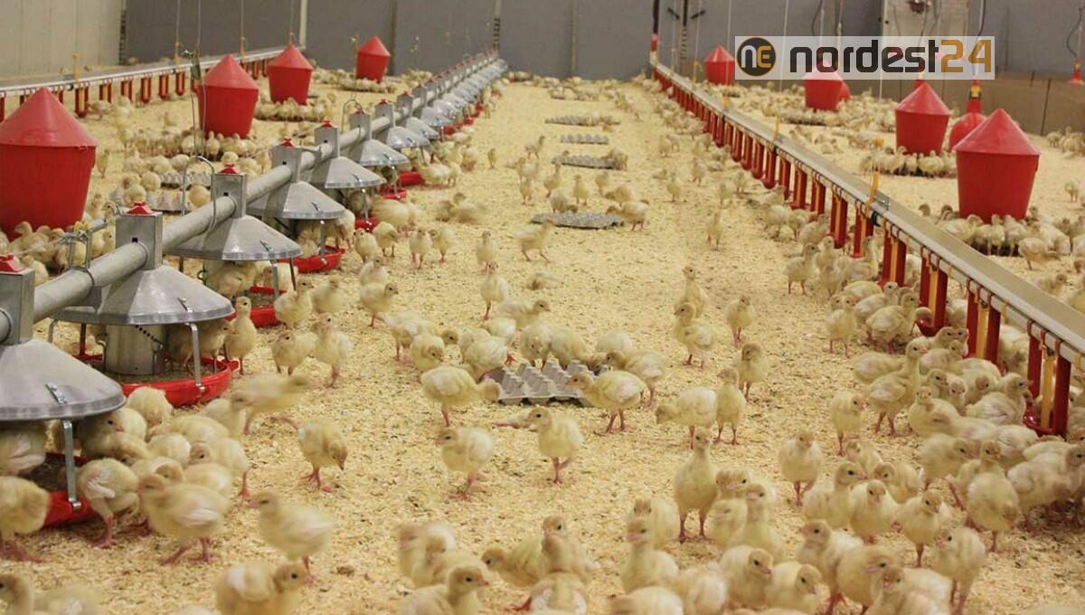 Influenza aviaria in allevamento tacchini: morti 200 capi, gli altri dovranno essere abbattuti - 