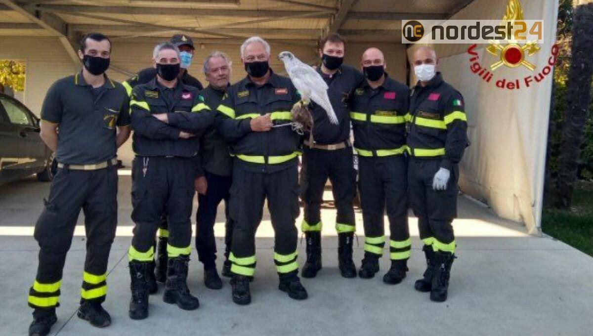Soccorso un falco nella zona di Arzene dai Vigili del Fuoco - 