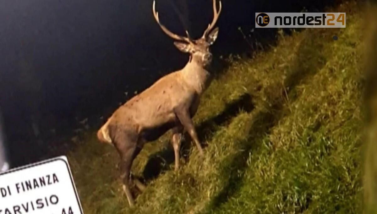 Tarvisio, catturato il cervo che ha aggredito una coppia - 