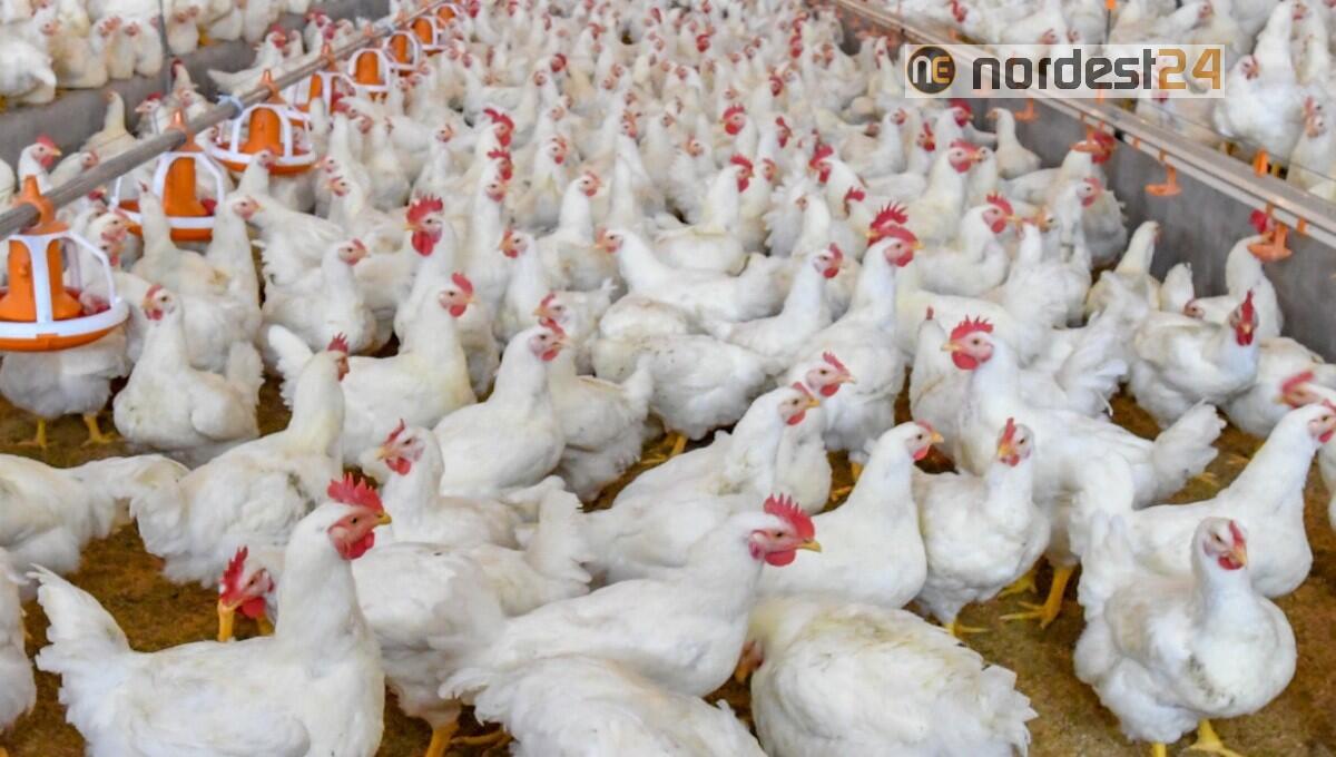 Influenza aviaria in Veneto: polli custoditi solo in aree delimitate - 