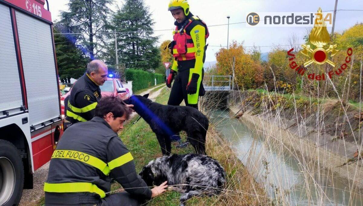 Rischiano di annegare in un canale: due cani salvati dai Vigili del Fuoco - 