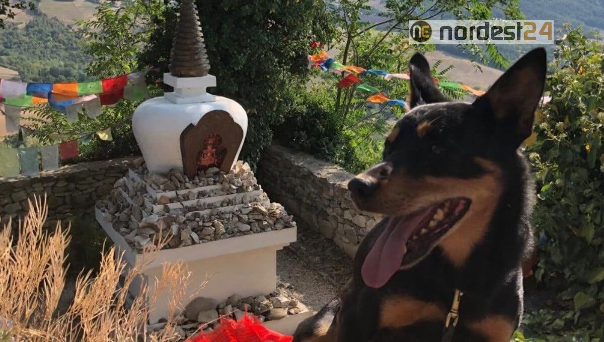 Fuori pericolo Jack, il cane "salva vite" avvelenato a Ovaro - 