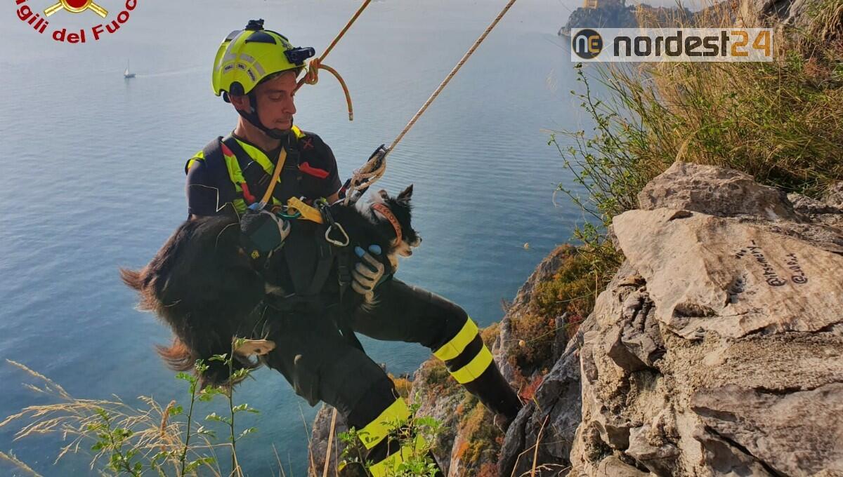 Cade nel dirupo sotto il sentiero Rilke: cane salvato dai pompieri - 
