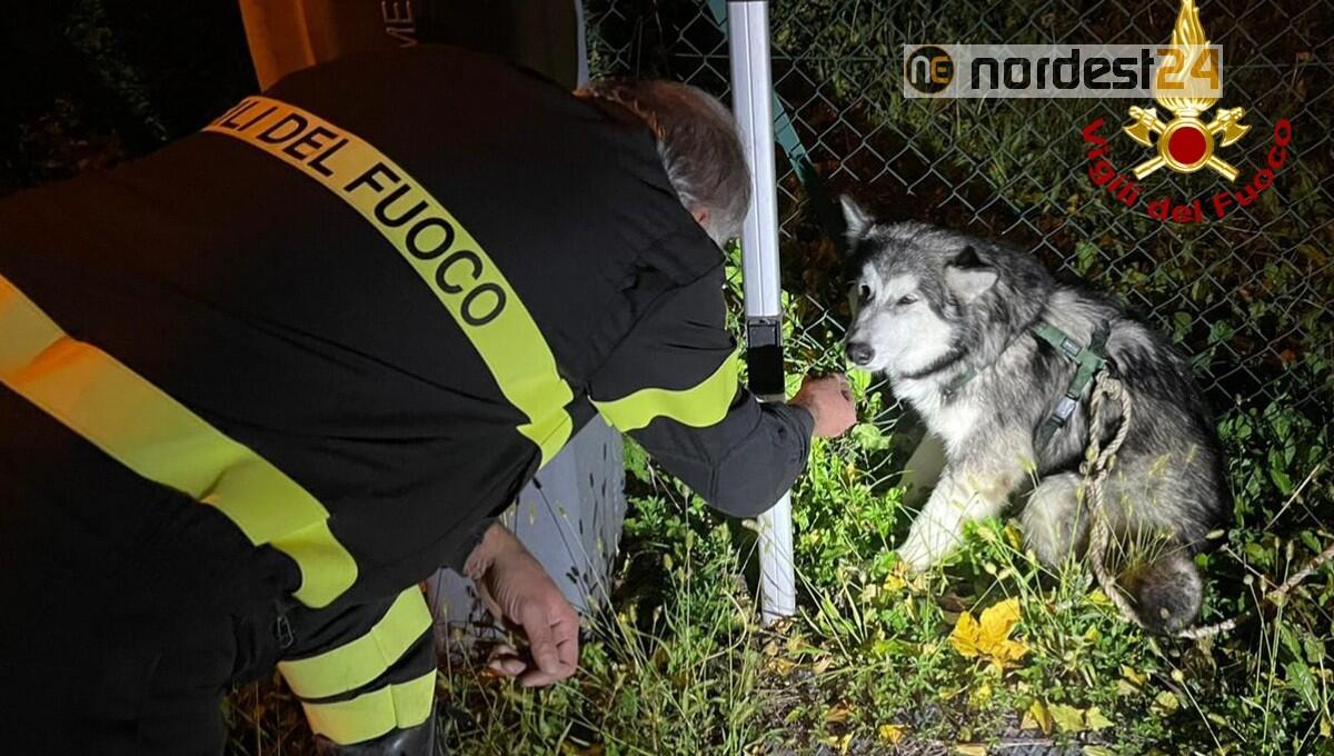 Resta bloccato in un canale di scolo: cucciolo di Husky salvato dai Vigili del Fuoco - 