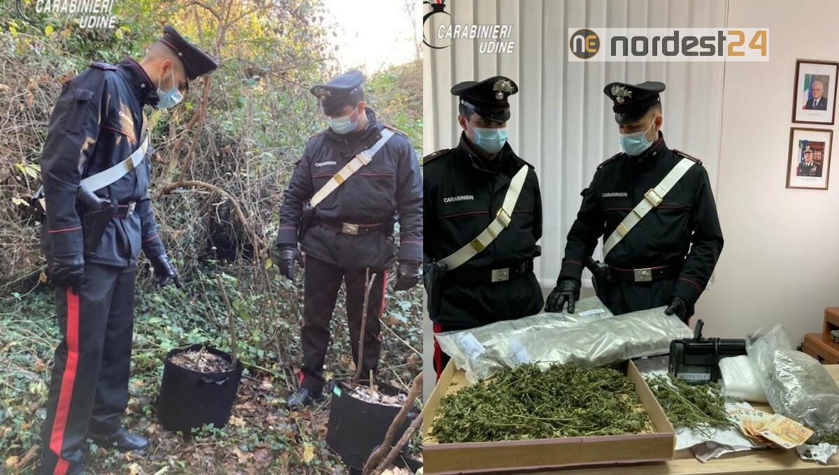 Coltivava la marijuana nelle campagne di Basiliano: arrestato 26enne - 