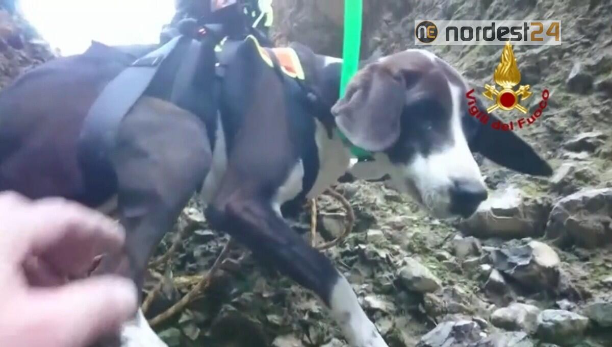 Lungo e impegnativo intervento per salvare un cane da caccia - 