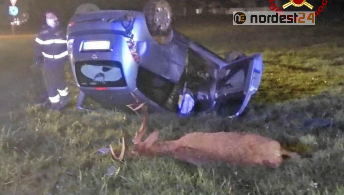Scontro tra cervo e un’auto: morto l’animale, illeso l’automobilista - 