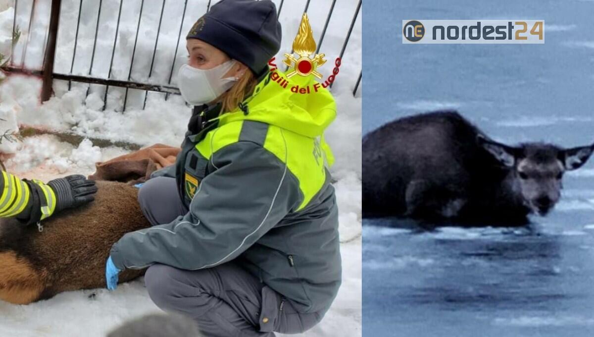 Due cervi in difficoltà: salvati dai vigili del fuoco - 