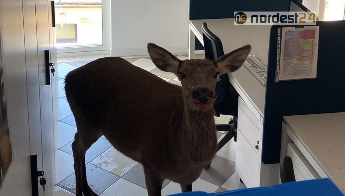 Una cerva finisce negli uffici del Comune di Valdobbiadene - 
