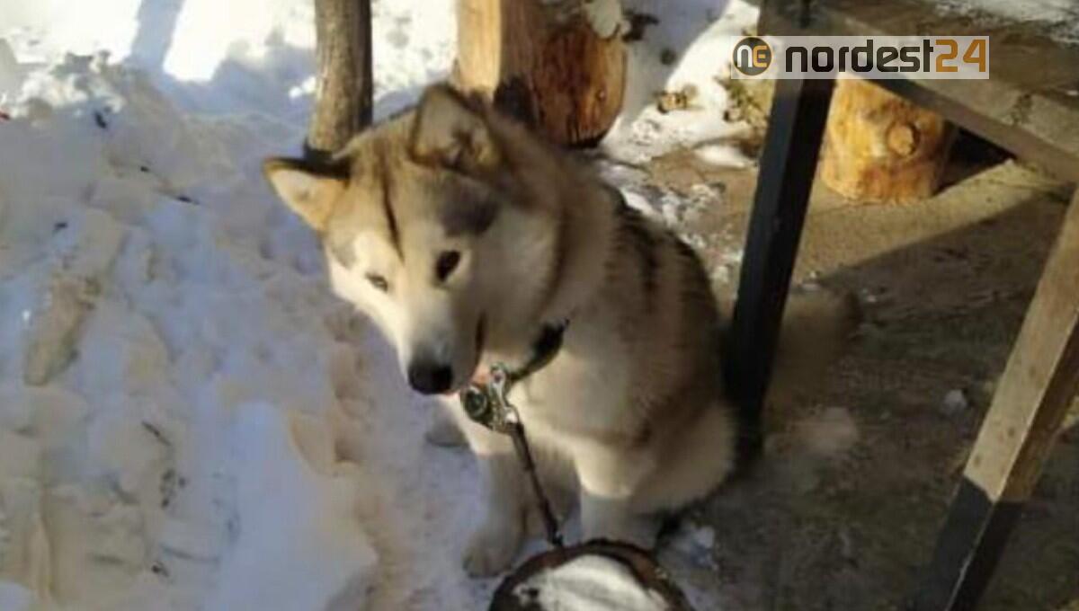 Si cerca Pascal nella zona del Bivacco dei Lòff: un Alaskan Malamute bianco a chiazze grige - 