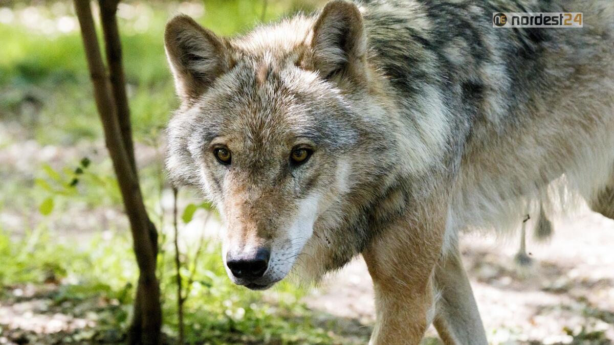 Montagna, Corpo forestale  conferma il ritorno del lupo in Fvg - 