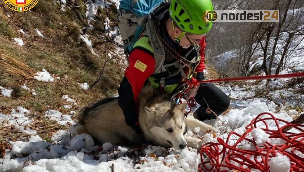 Pascal è vivo: ritrovato e recuperato l'Alaskan Malamute sparito ieri nel canale - 