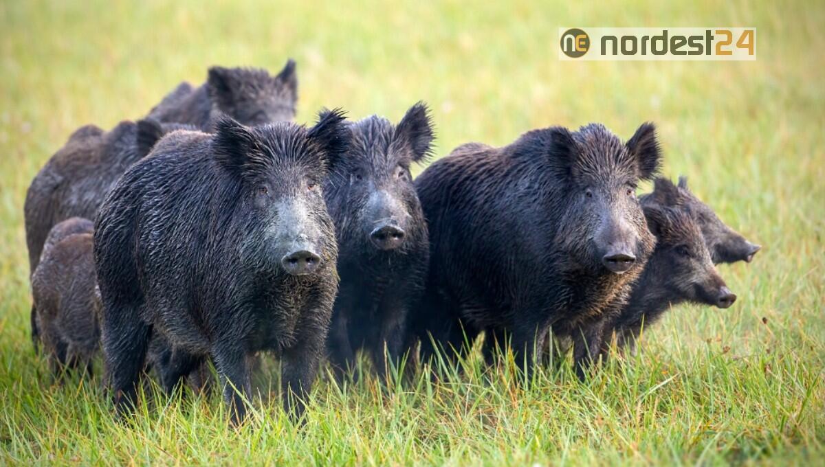 Peste Suina Africana: preoccupazione degli allevatori del Friuli Venezia Giulia - 