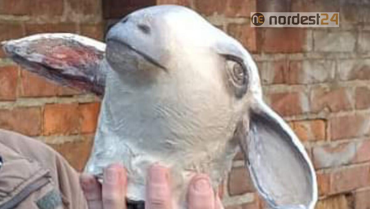 Furto al presepe: ritrovata la testa della pecora - 