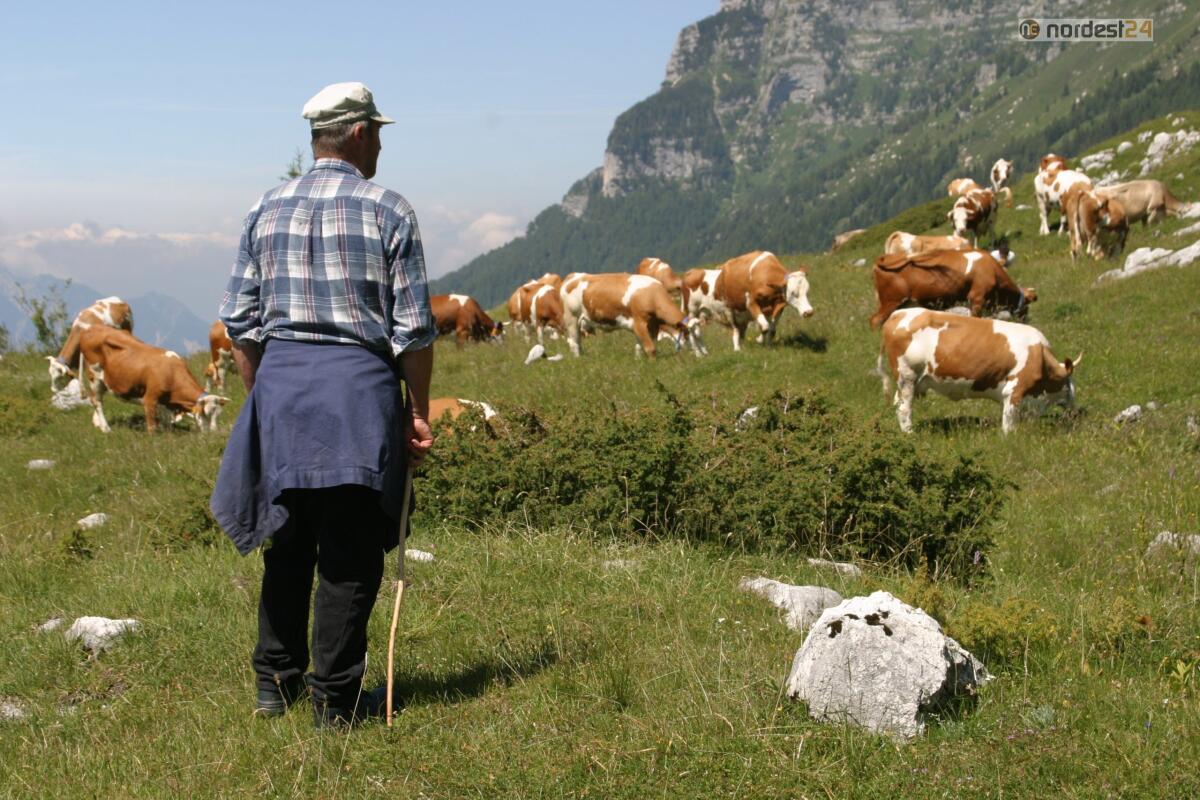 Confagricoltura Fvg, annata 2021: valori della produzione ancora in calo - 