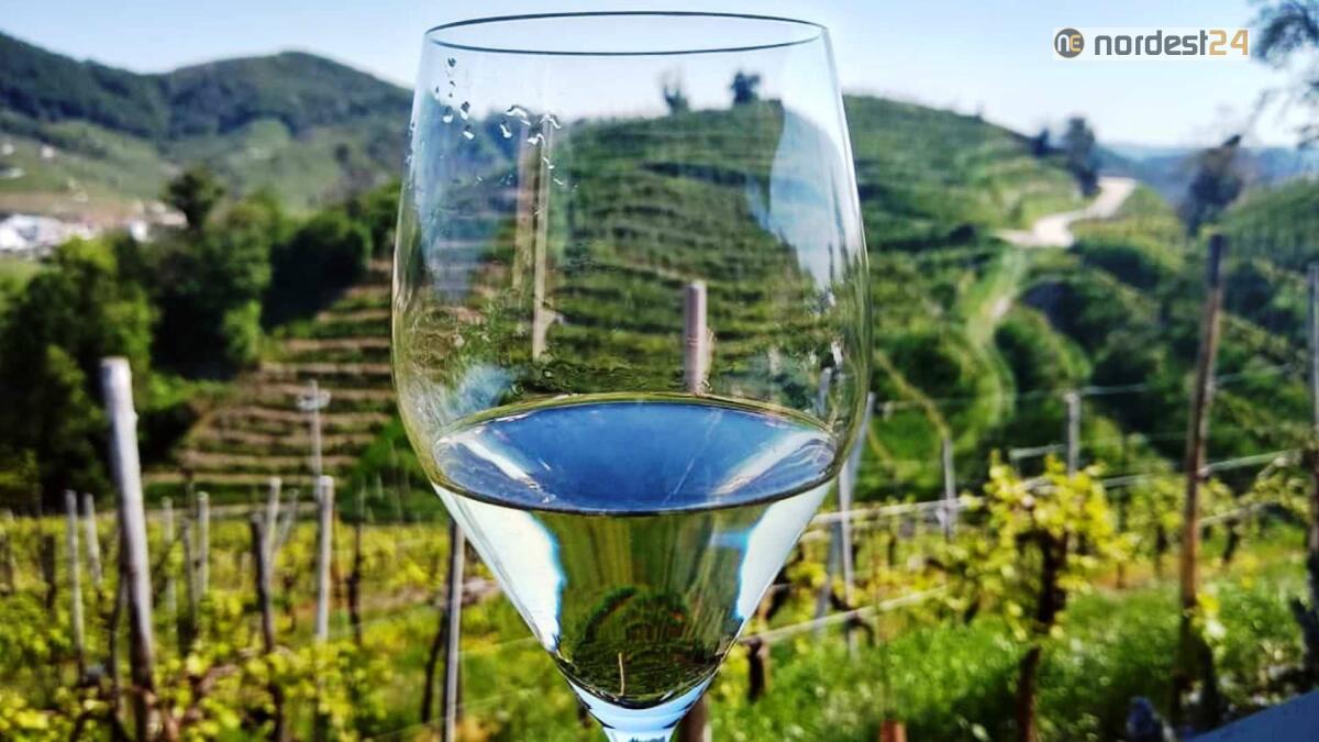 Prosecco: +25% produzione Doc 2021, 627,5 milioni di bottiglie - 