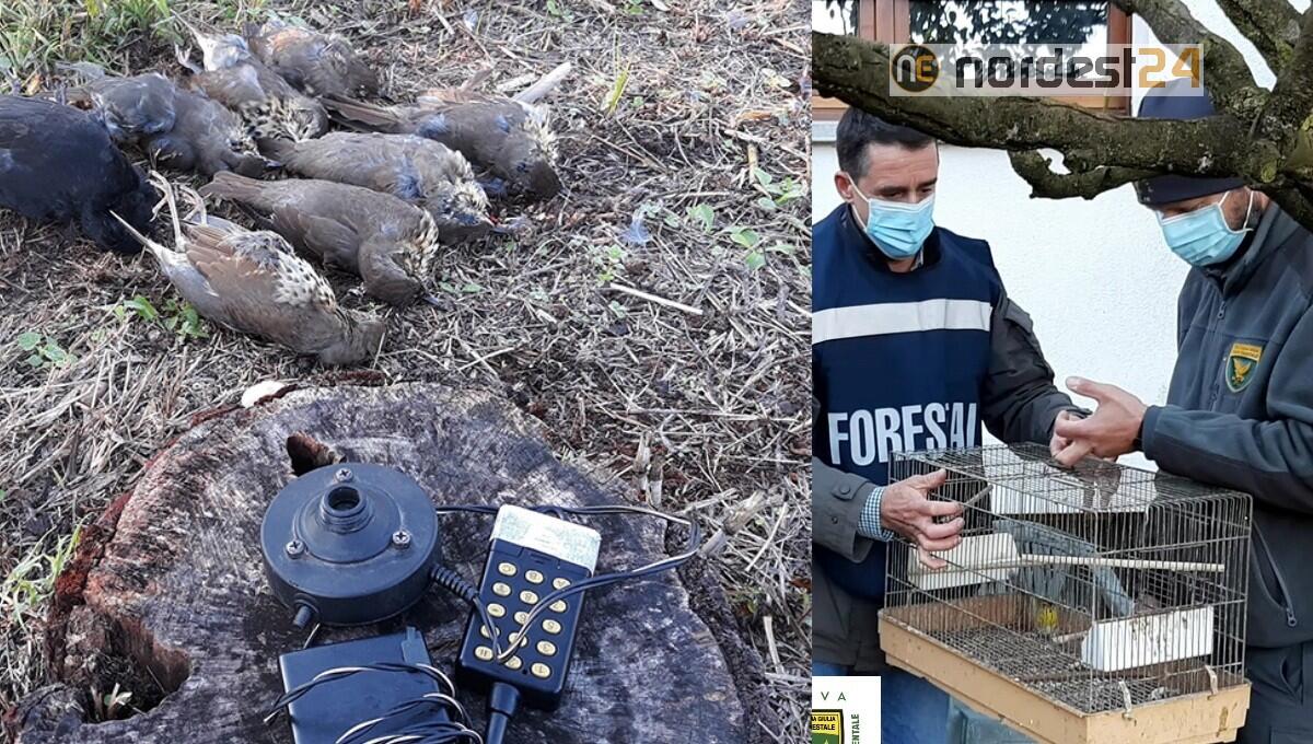 Bracconaggio e animali maltrattati: denunce e sanzioni in Fvg - 