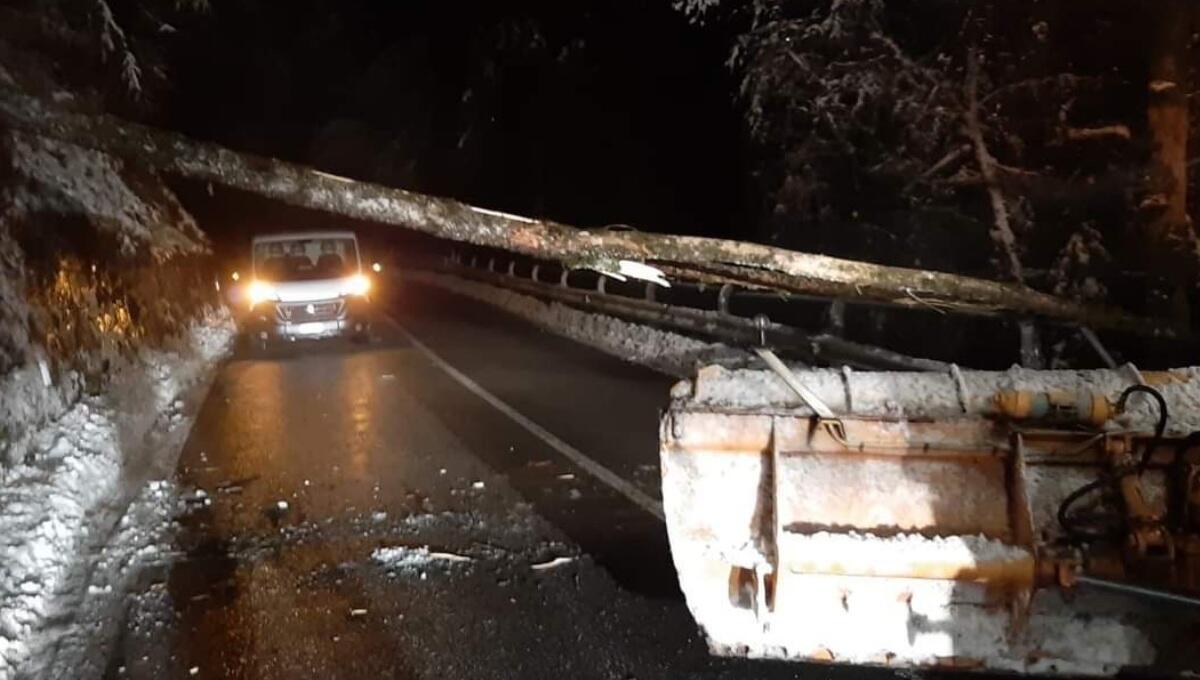 Rigolato, cade un tronco sulla SR355 bloccando la viabilità: rimosso - 